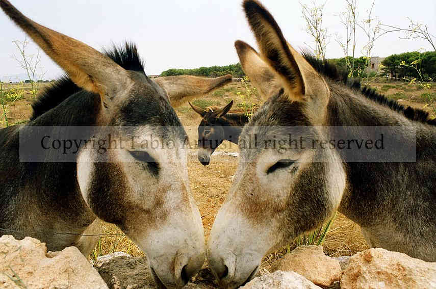 Ritratto di mulo    data : agosto 2007